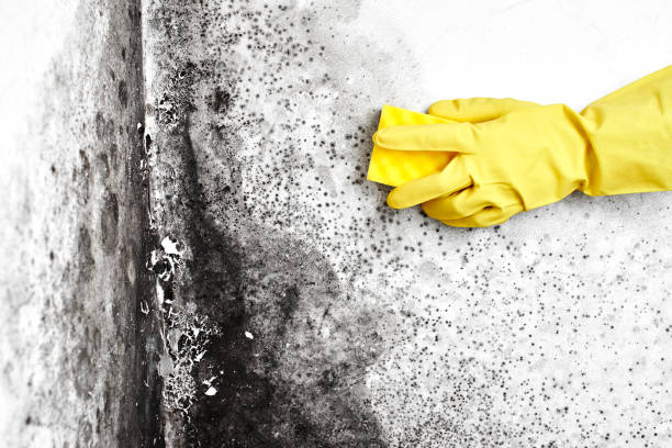 Best Attic Mold Removal  in North Fort Myers, FL