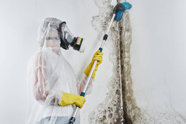 Best Residential Mold Removal  in North Fort Myers, FL