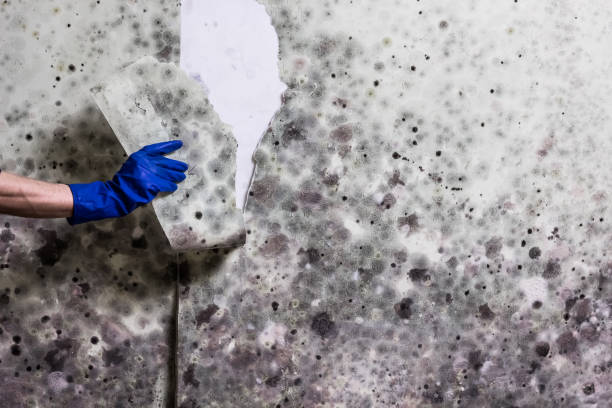 Best Crawl Space Mold Removal  in North Fort Myers, FL